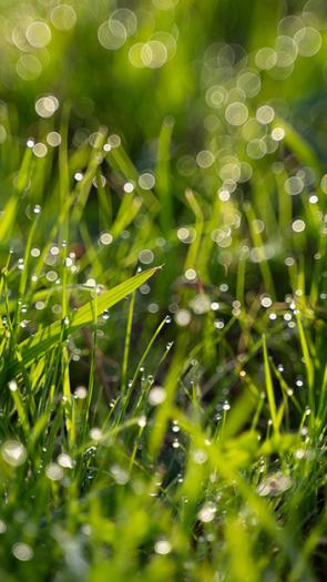 Waterdruppeltjes (dauw) op groen gras in de zon 