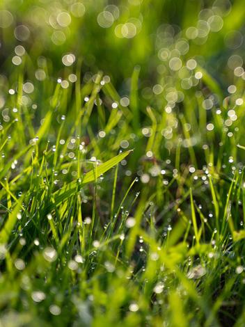 Waterdruppeltjes (dauw) op groen gras in de zon