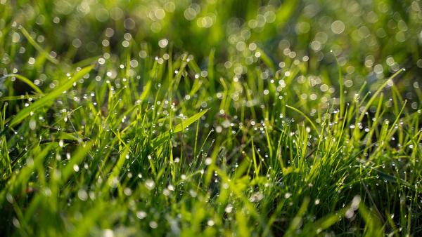 Waterdruppeltjes (dauw) op groen gras in de zon 