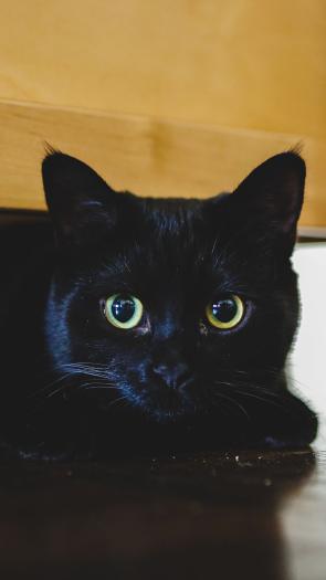Een zwarte kat kijkt de camera in.