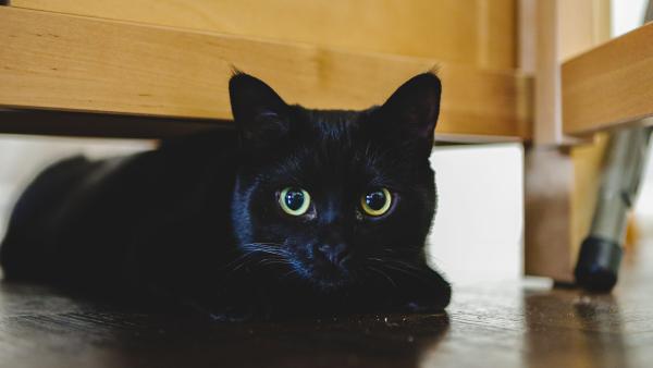 Een zwarte kat kijkt de camera in.