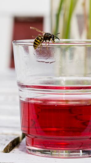 een wesp zit op het randje van een glas met limonade op een tuintafel