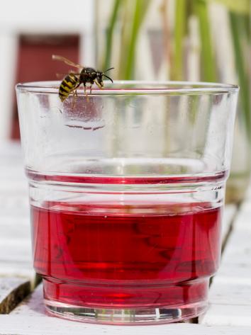 een wesp zit op het randje van een glas met limonade op een tuintafel