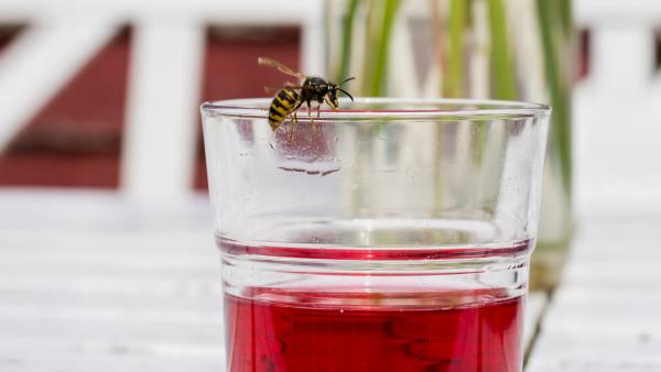 een wesp zit op het randje van een glas met limonade op een tuintafel