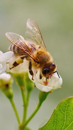 Een close-up van een bij die op een witte bloem zit