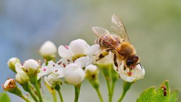 Een close-up van een bij die op een witte bloem zit