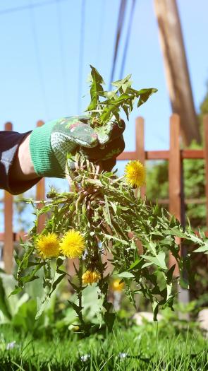 Hand plukt bos paardenbloemen weg uit groene tuin