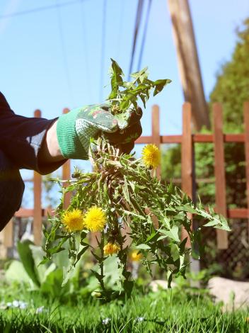 Hand plukt bos paardenbloemen weg uit groene tuin