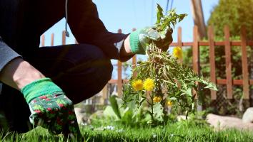 Hand plukt bos paardenbloemen weg uit groene tuin