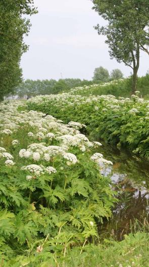 een foto van reuzenberenklauw langs de weerszijden van een sloot in een groen en bebost landschap