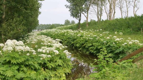 een foto van reuzenberenklauw langs de weerszijden van een sloot in een groen en bebost landschap