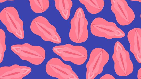 Een vereenvoudigde illustratie van het vrouwelijke geslachtsorgaan, met onder andere de vulva en de clitoris