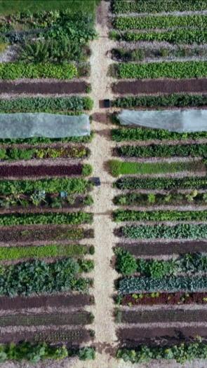 Een luchtfoto waar je een regeneratieve landbouwperceel van bovenaf ziet, met stroken van verschillende gewassen en een pad door het midden
