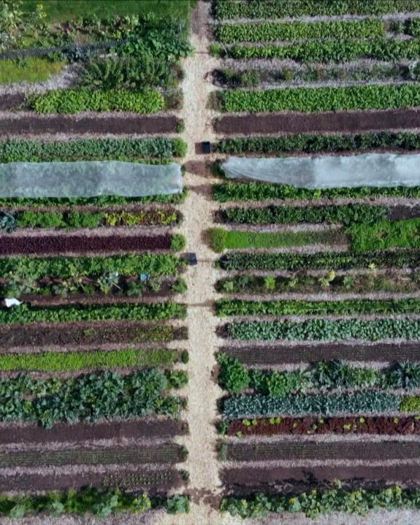 Een luchtfoto waar je een regeneratieve landbouwperceel van bovenaf ziet, met stroken van verschillende gewassen en een pad door het midden