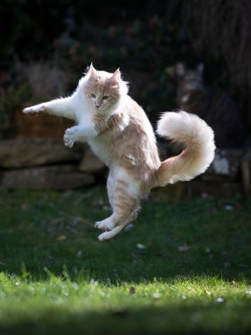Kat springt door de lucht met staart omhoog en pootjes wijd boven een grasveld