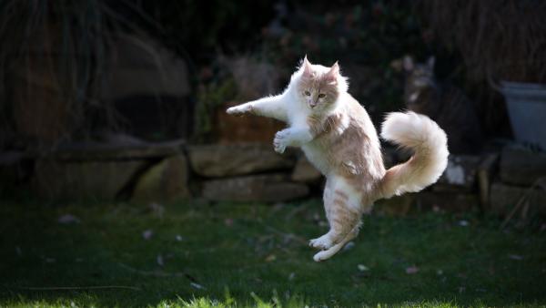 Kat springt door de lucht met staart omhoog en pootjes wijd boven een grasveld